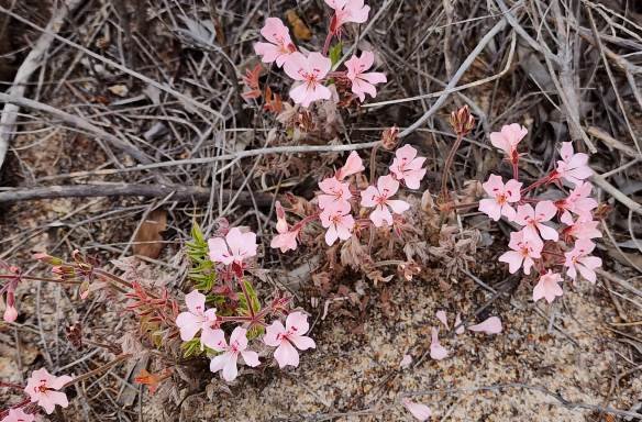 Pelargonium pinnatum broad petals